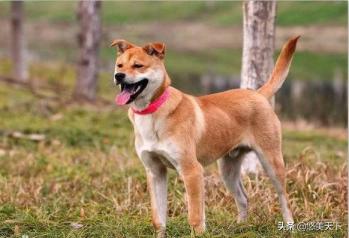 中华田园犬的祖先是东亚狼，是纯正血统-第3张-宠物相关-宝佳网
