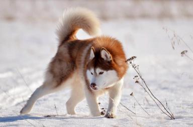 灵性和强壮的西伯利亚雪橇犬：北极猎犬和家庭宠物的完美结合-第1张-宠物相关-宝佳网