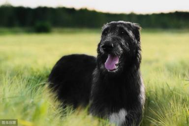 爱尔兰雪达犬的养护方法介绍-第2张-宠物相关-宝佳网