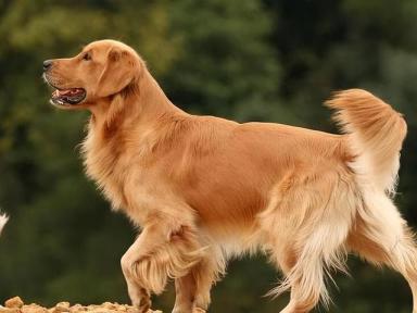 “金毛”和“拉布拉多犬”，5方面大对比，哪个更值得养？-第3张-宠物相关-宝佳网