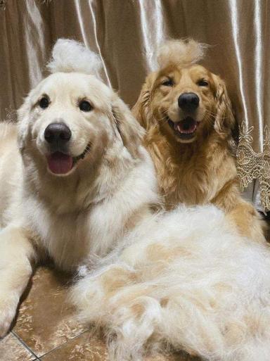 “金毛”和“拉布拉多犬”，5方面大对比，哪个更值得养？-第10张-宠物相关-宝佳网
