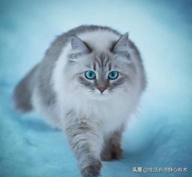 涨知识，猫中情种“西伯利亚森林猫”-第2张-宠物相关-宝佳网
