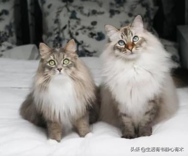 涨知识，猫中情种“西伯利亚森林猫”-第1张-宠物相关-宝佳网