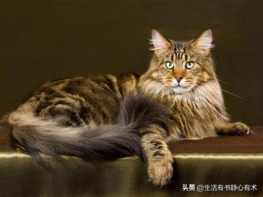 涨知识，猫中情种“西伯利亚森林猫”-第3张-宠物相关-宝佳网