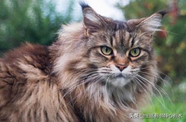 涨知识，猫中情种“西伯利亚森林猫”-第6张-宠物相关-宝佳网