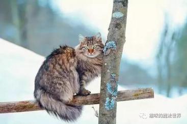 猫咪品种大盘点13：西伯利亚森林猫-第4张-宠物相关-宝佳网