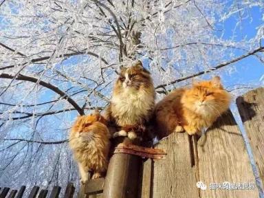 猫咪品种大盘点13：西伯利亚森林猫-第5张-宠物相关-宝佳网