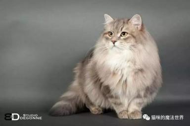 猫咪品种大盘点13：西伯利亚森林猫-第6张-宠物相关-宝佳网
