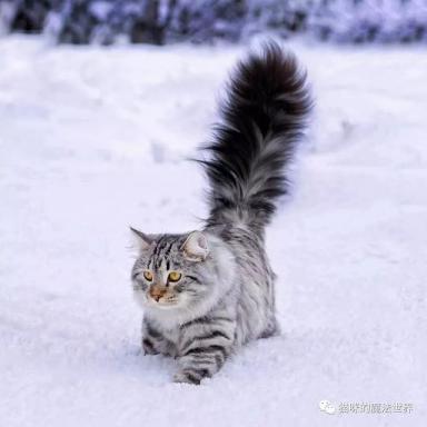 猫咪品种大盘点13：西伯利亚森林猫-第7张-宠物相关-宝佳网