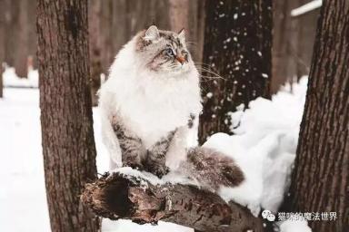 猫咪品种大盘点13：西伯利亚森林猫-第9张-宠物相关-宝佳网