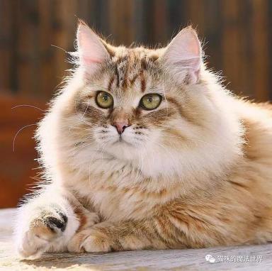 猫咪品种大盘点13：西伯利亚森林猫-第11张-宠物相关-宝佳网