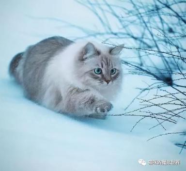 猫咪品种大盘点13：西伯利亚森林猫-第10张-宠物相关-宝佳网