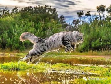 猫咪品种大盘点13：西伯利亚森林猫-第13张-宠物相关-宝佳网