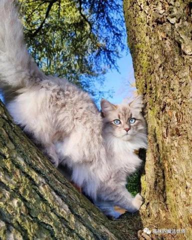 猫咪品种大盘点13：西伯利亚森林猫-第14张-宠物相关-宝佳网