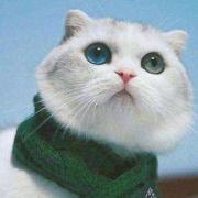 一种不适合在城市中养的猫，西伯利亚猫-第1张-宠物相关-宝佳网