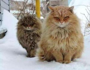 一种不适合在城市中养的猫，西伯利亚猫-第4张-宠物相关-宝佳网