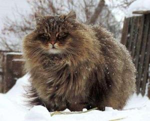 一种不适合在城市中养的猫，西伯利亚猫-第3张-宠物相关-宝佳网