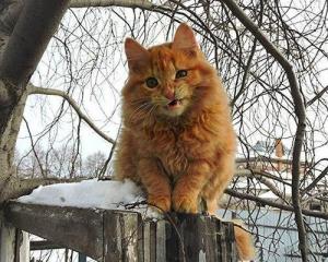 一种不适合在城市中养的猫，西伯利亚猫-第5张-宠物相关-宝佳网