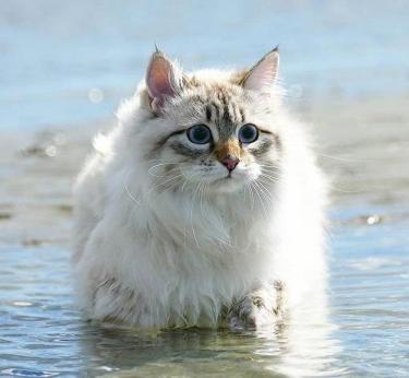 一种不适合在城市中养的猫，西伯利亚猫-第7张-宠物相关-宝佳网