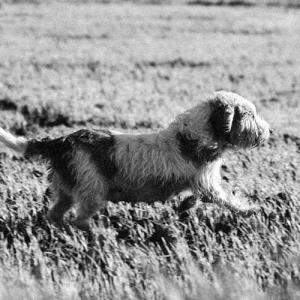 寻根问祖系列（108）贝吉格里芬凡丁犬Petit Basset Griffon Vendeen-第3张-宠物相关-宝佳网
