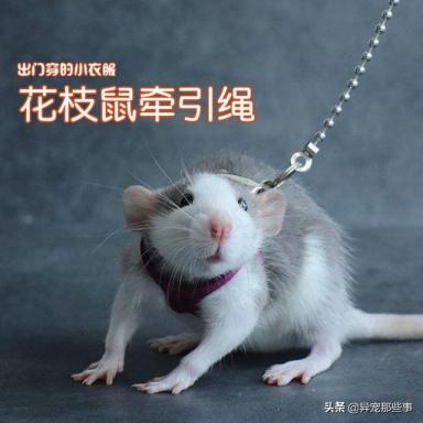 原来有老鼠不脏不臭，还智商惊人，简直打开新世界大门-第4张-宠物相关-宝佳网