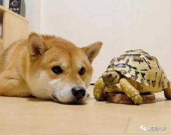 如何饲养豹纹陆龟-第2张-宠物相关-宝佳网