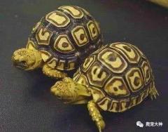 如何饲养豹纹陆龟-第1张-宠物相关-宝佳网