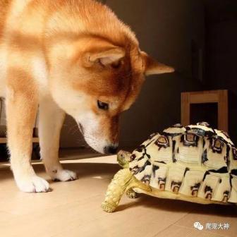 如何饲养豹纹陆龟-第4张-宠物相关-宝佳网