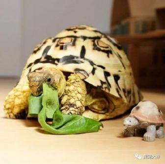 如何饲养豹纹陆龟-第3张-宠物相关-宝佳网