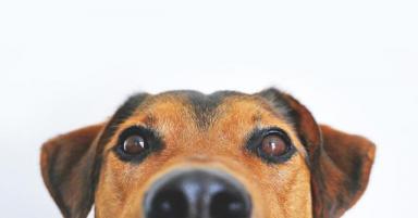 狗狗眼屎过多会造成眼部感染，有4种原因，主人知道怎么护理吗？-第1张-宠物相关-宝佳网