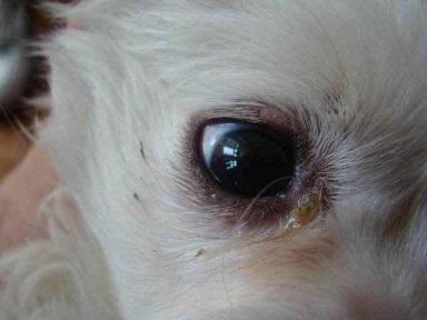 狗狗眼屎过多会造成眼部感染，有4种原因，主人知道怎么护理吗？-第5张-宠物相关-宝佳网