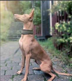 最古老的狩猎犬种之一-大型法老王猎犬-第5张-宠物相关-宝佳网