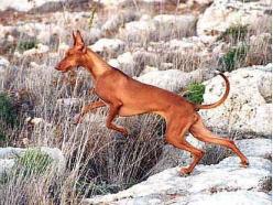 最古老的狩猎犬种之一-大型法老王猎犬-第4张-宠物相关-宝佳网