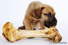你喜欢给你家狗狗啃骨头吗？狗狗被骨头卡住了怎么办你知道吗？-第1张-宠物相关-宝佳网