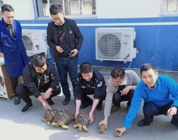 因养了这种宠物，台州31人涉嫌犯罪，养之前，请先做好功课-第1张-宠物相关-宝佳网