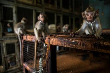 弱小、无助、可怜：巴厘岛的小猴子成旅游纪念品，每只仅售37块钱-第3张-宠物相关-宝佳网