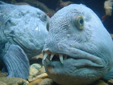 35张活久未见的生物照片：鱼长着人类一样的牙齿，太神奇-第7张-宠物相关-宝佳网