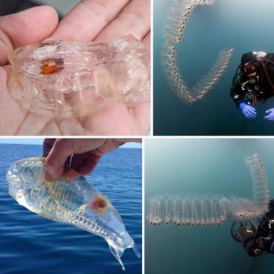 35张活久未见的生物照片：鱼长着人类一样的牙齿，太神奇-第8张-宠物相关-宝佳网
