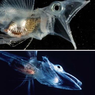 35张活久未见的生物照片：鱼长着人类一样的牙齿，太神奇-第10张-宠物相关-宝佳网
