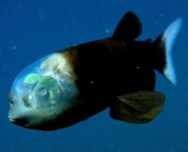 35张活久未见的生物照片：鱼长着人类一样的牙齿，太神奇-第12张-宠物相关-宝佳网
