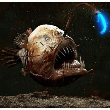 35张活久未见的生物照片：鱼长着人类一样的牙齿，太神奇-第13张-宠物相关-宝佳网