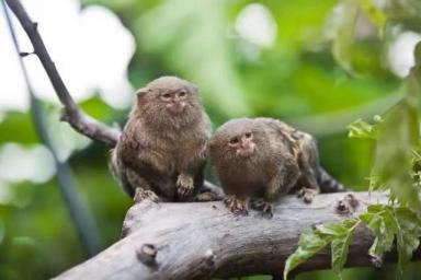 地球上最小的猴子，能趴在人的手指上卖萌，却几乎每胎都是双胞胎-第2张-宠物相关-宝佳网