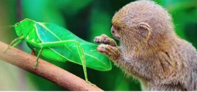 地球上最小的猴子，能趴在人的手指上卖萌，却几乎每胎都是双胞胎-第1张-宠物相关-宝佳网