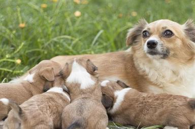 如何安全地将新幼犬引入你的家庭-第2张-宠物相关-宝佳网