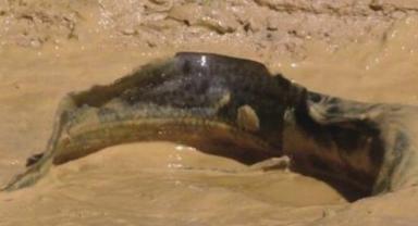 世界最“耐旱”的鱼，沙漠没水暴晒4年不死，常被当地人用来解渴-第4张-宠物相关-宝佳网