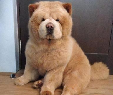 中国名犬：松狮犬，一辈子只认一个主人-第3张-宠物相关-宝佳网