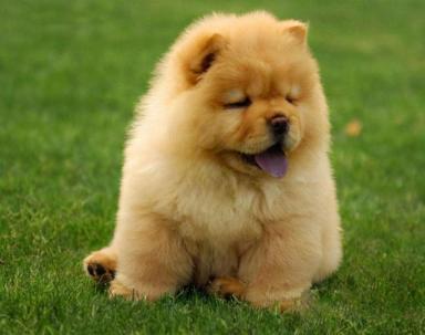 中国名犬：松狮犬，一辈子只认一个主人-第2张-宠物相关-宝佳网