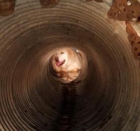 狗狗卡在管子里半天才被发现，原因糗到爆-第2张-宠物相关-宝佳网