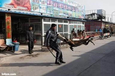 梨园狗市将关闭，曾是亚洲第一，如今黑幕无数，连兽医都贩狗！-第1张-宠物相关-宝佳网