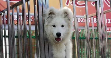 梨园狗市将关闭，曾是亚洲第一，如今黑幕无数，连兽医都贩狗！-第2张-宠物相关-宝佳网